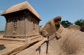 Mamallapuram - Tamil Nadu. The five Rathas. The group of Draupadi Ratha and Nandi the bull. 